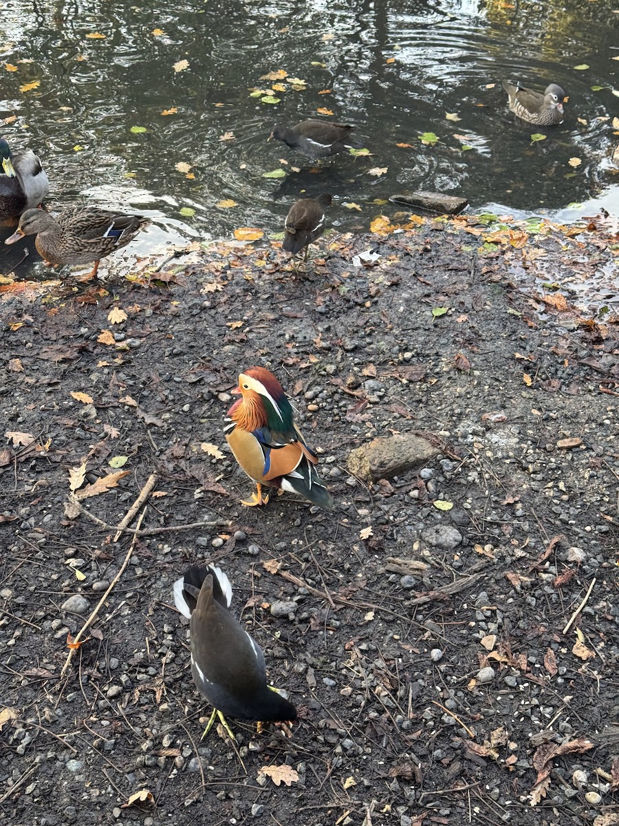 Mandarin-ahatea - ML644279059