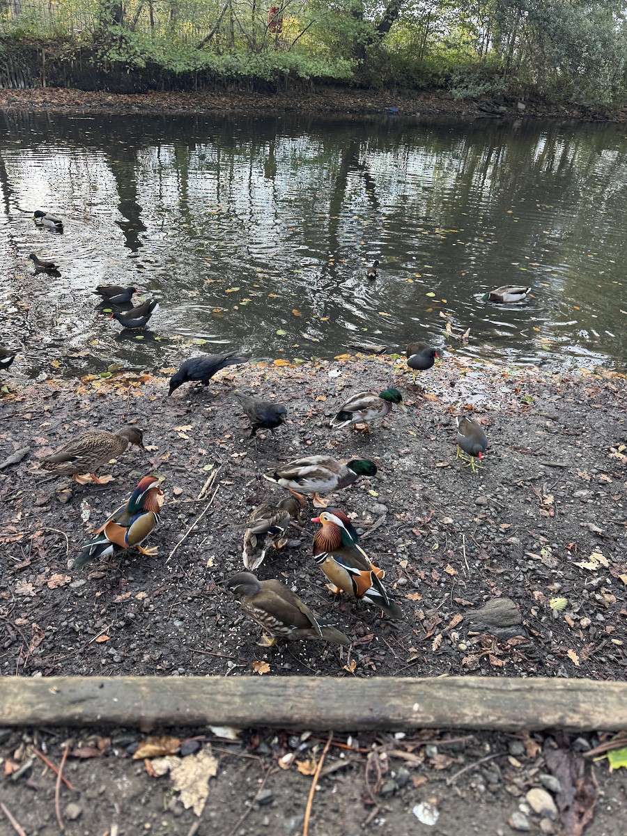 Mandarin-ahatea - ML644279060