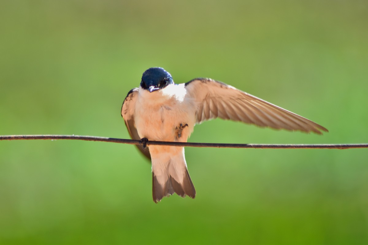 ハジロミドリツバメ - ML644279064