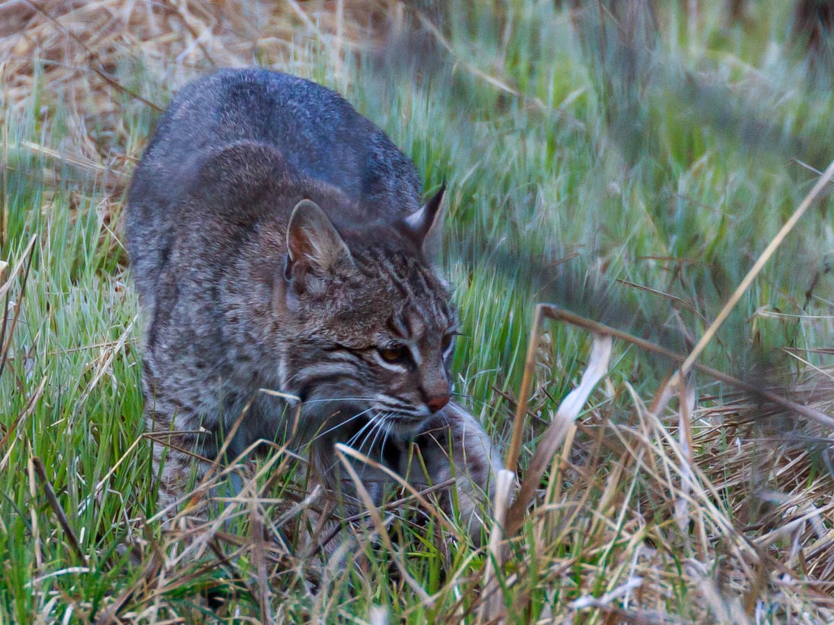 Bobcat - ML644279065