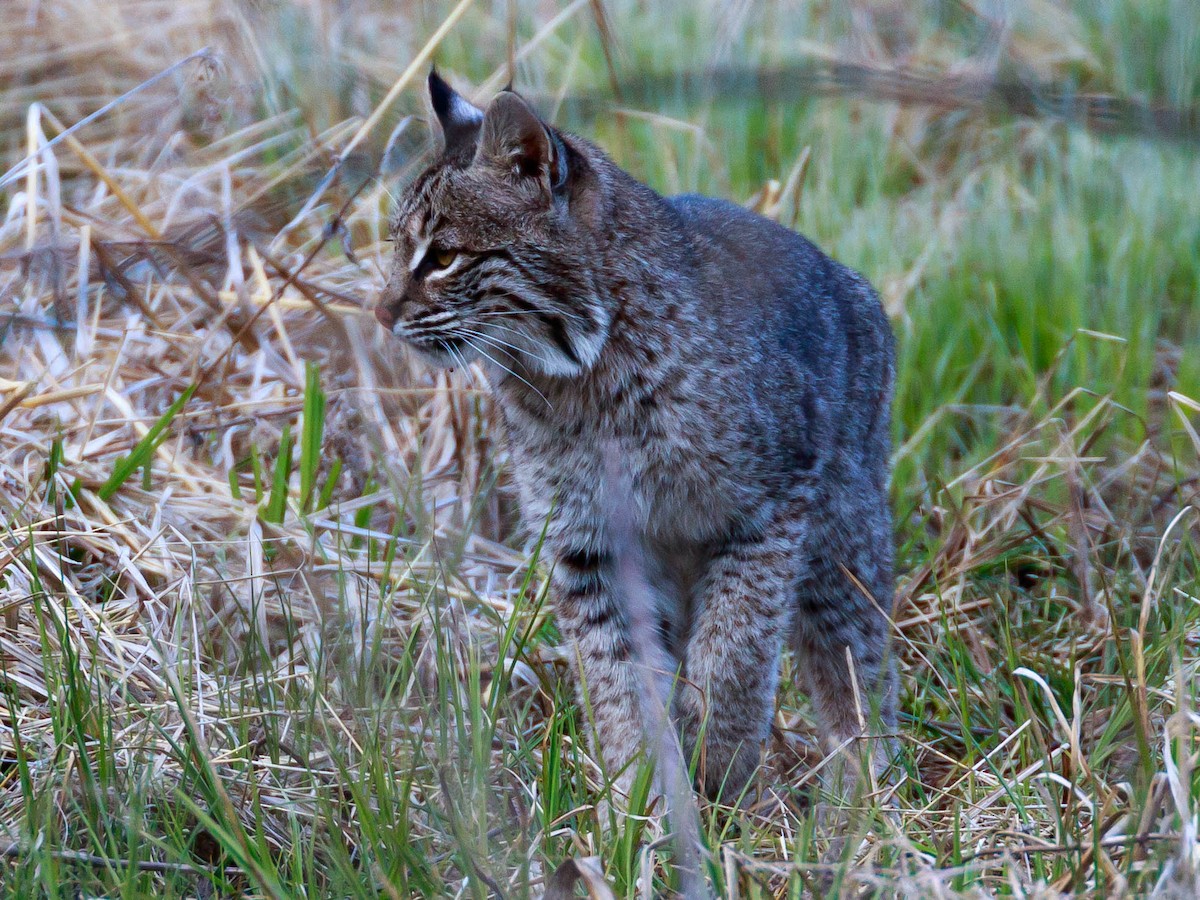 Bobcat - ML644279066