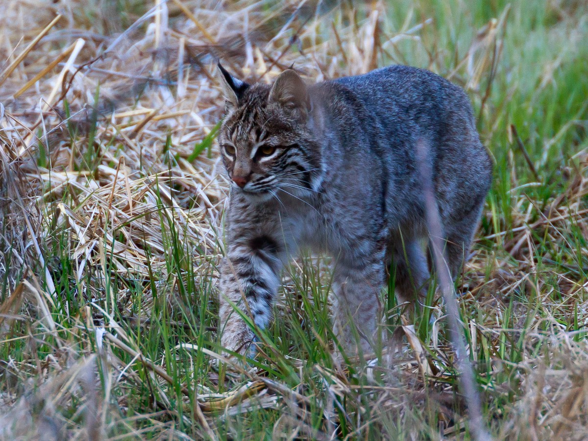 Bobcat - ML644279068