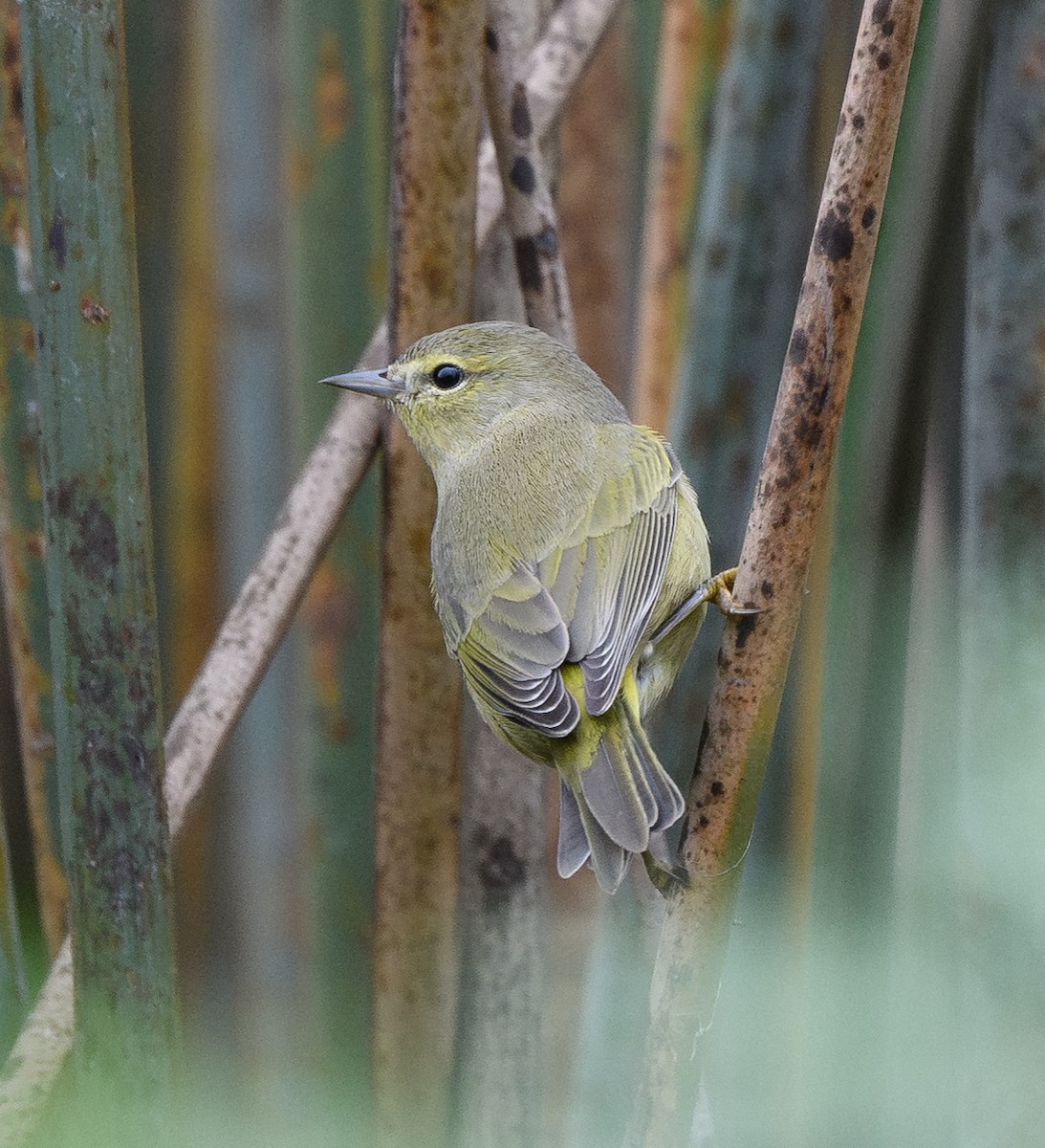 Turuncu Taçlı Ötleğen - ML644279074