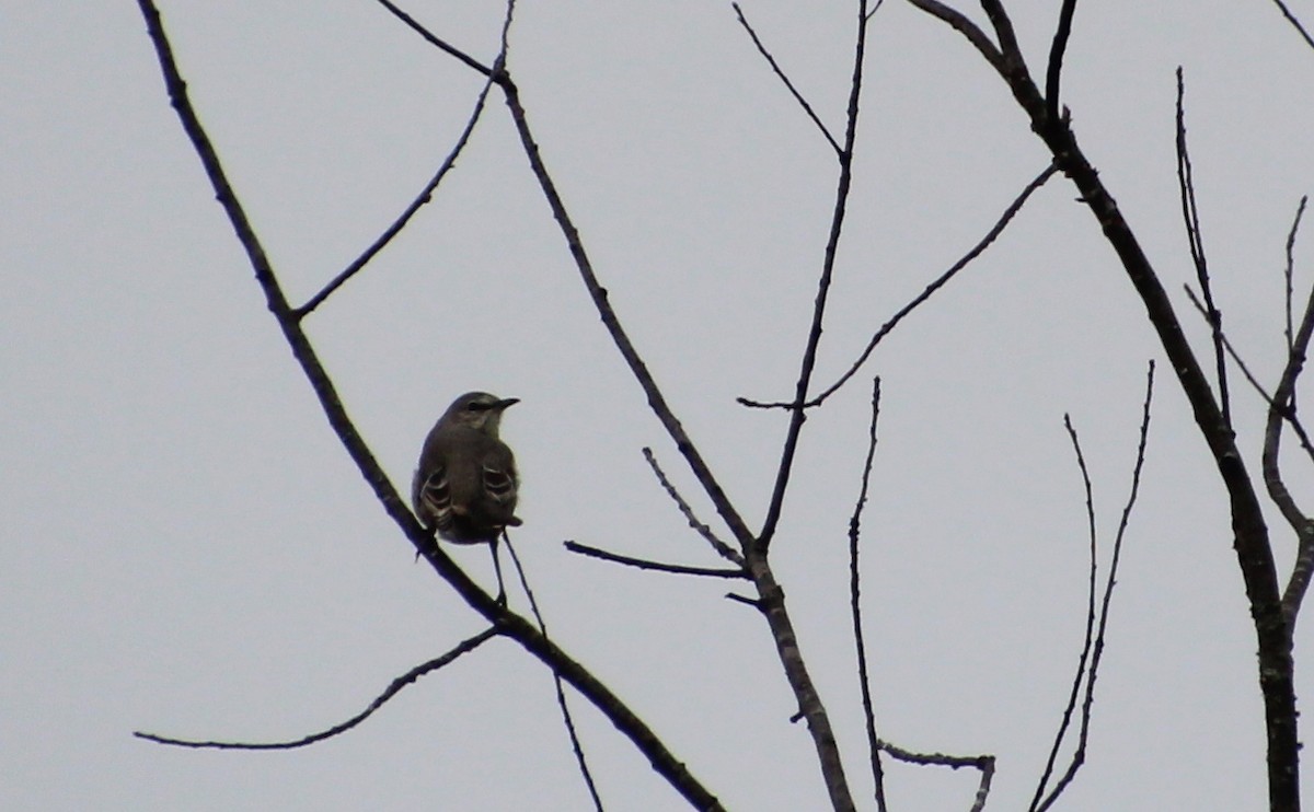 Northern Mockingbird - ML644279075