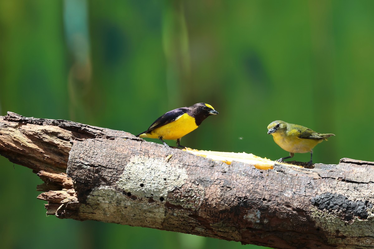 Purple-throated Euphonia - ML644279092