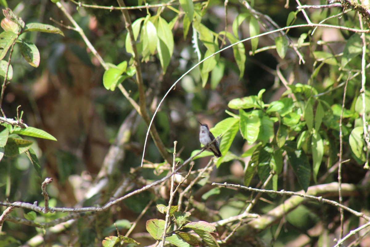 Ruby-throated Hummingbird - ML644279097