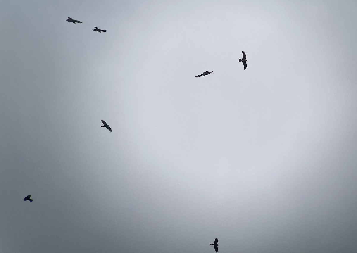 Mississippi Kite - ML644279100