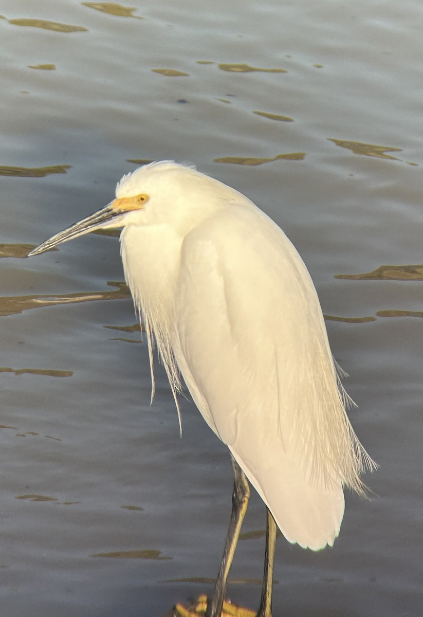 Snowy Egret - ML644279103