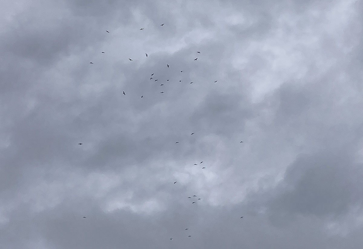 Mississippi Kite - ML644279104