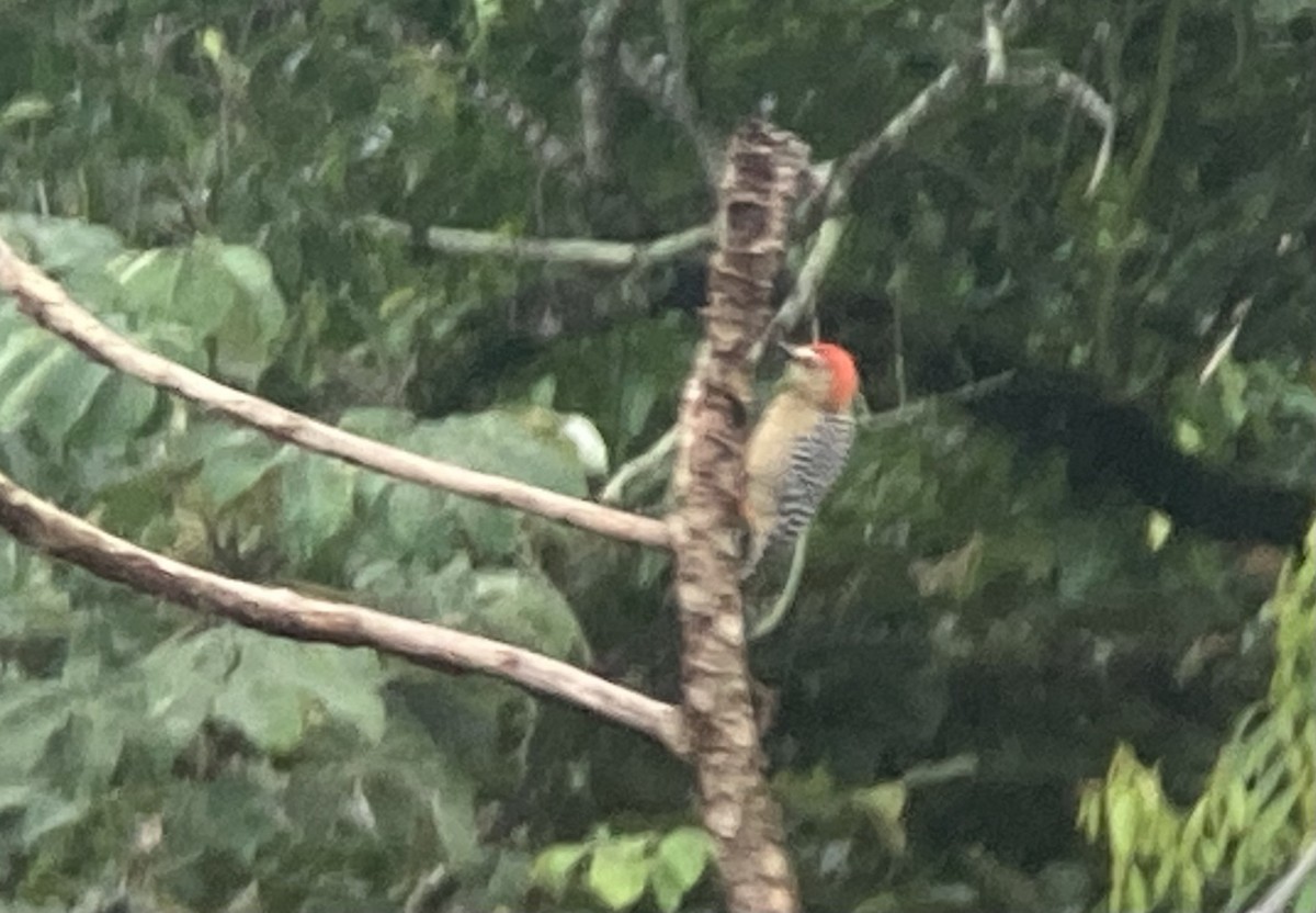 datel kápový - ML644279113