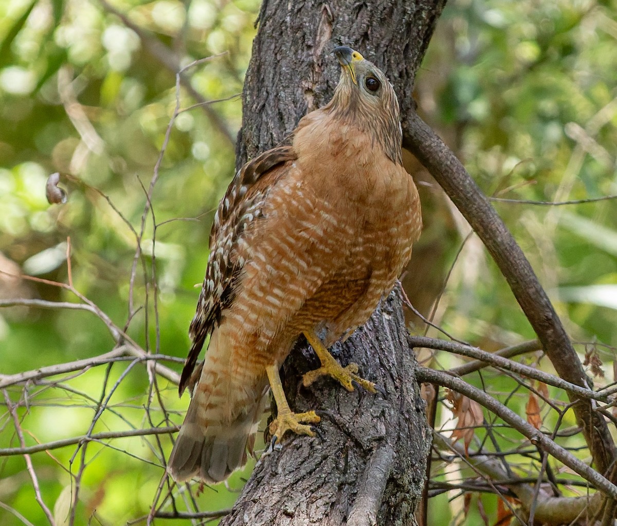 káně páskovaná - ML644279116