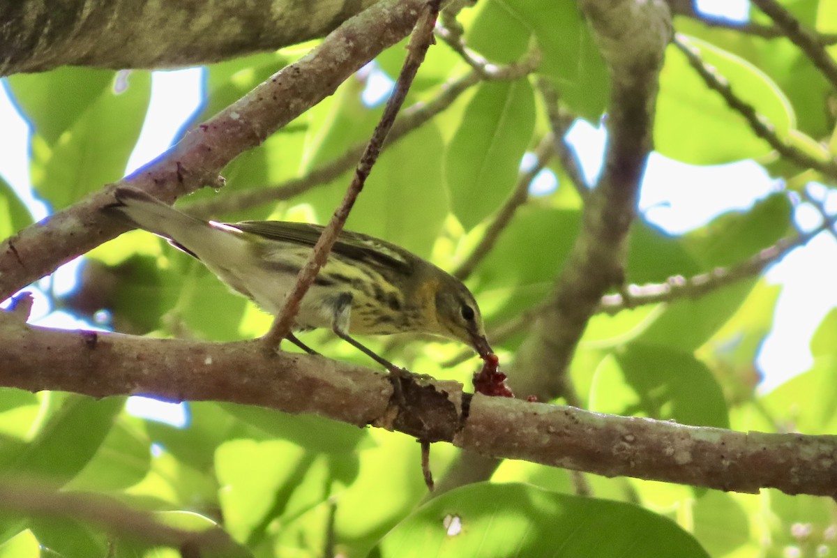 lesňáček skvrnitý - ML644279117