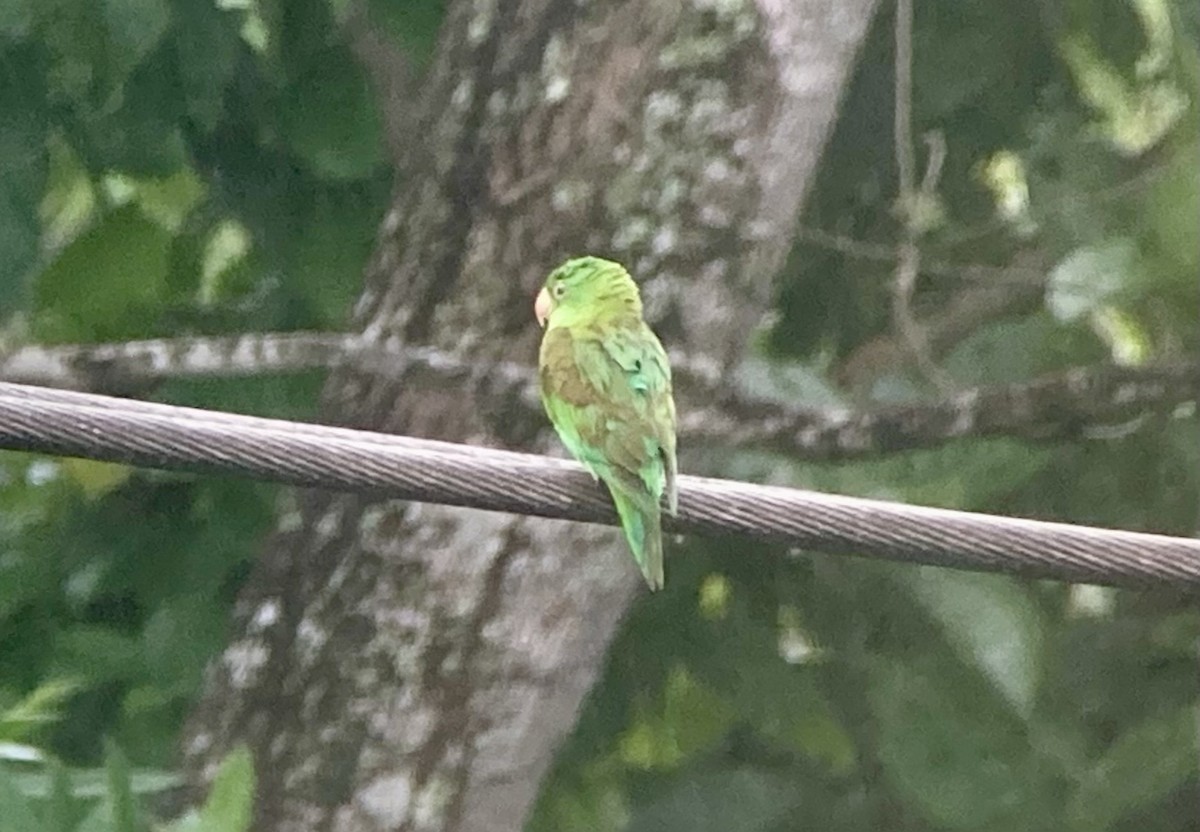 tirika tovi - ML644279118