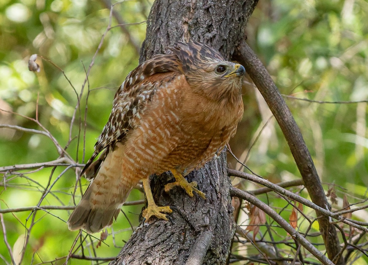 káně páskovaná - ML644279119