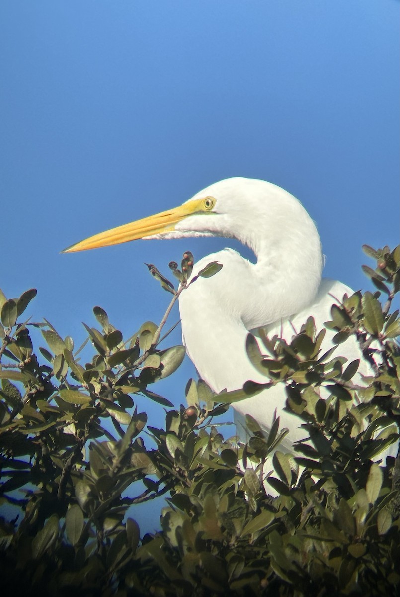 volavka bílá - ML644279120