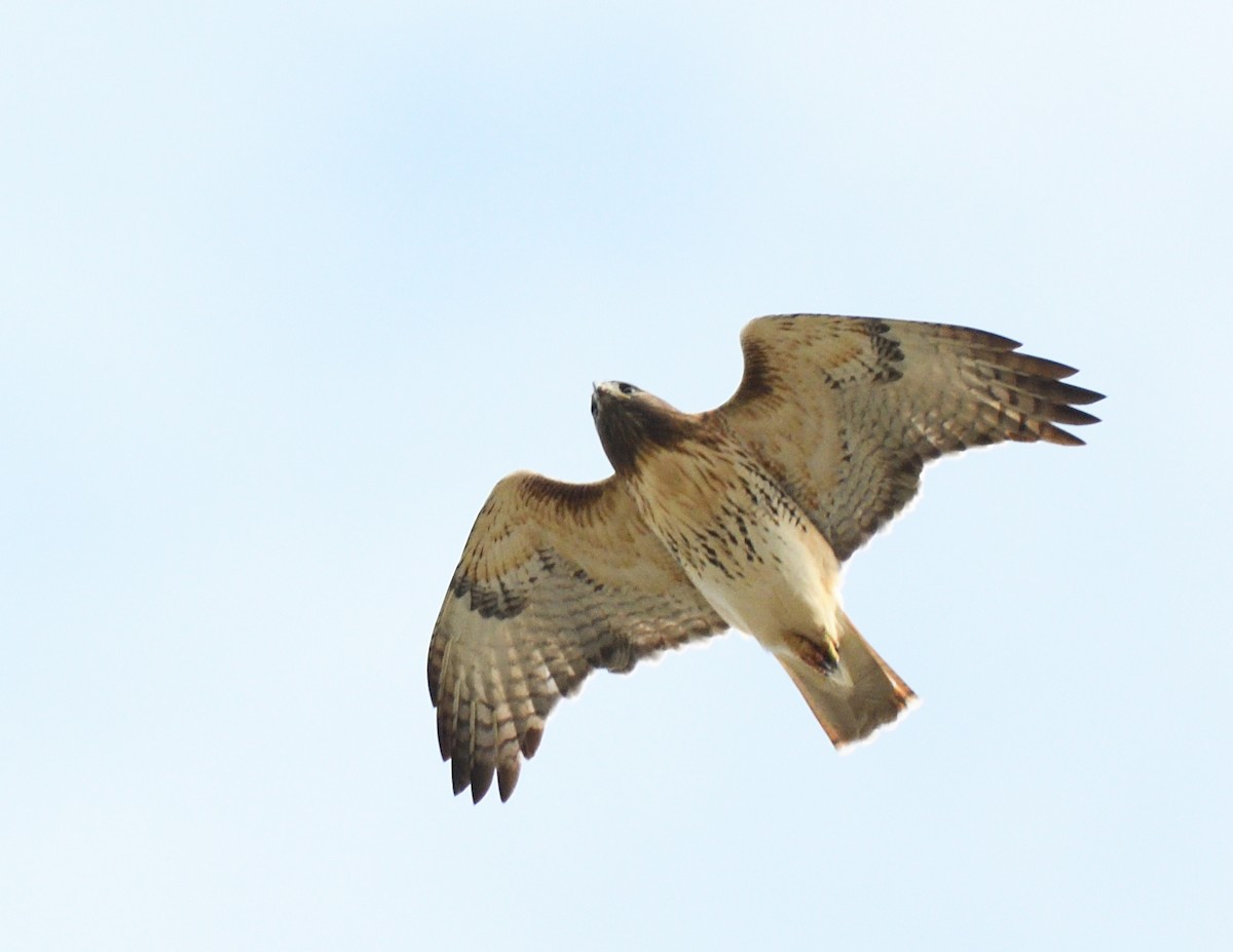 káně rudochvostá - ML644279122