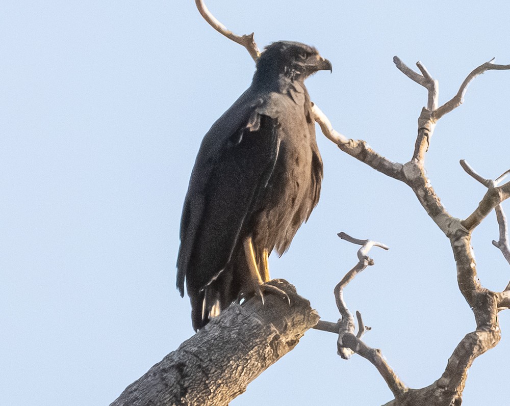 káně velká - ML644279124