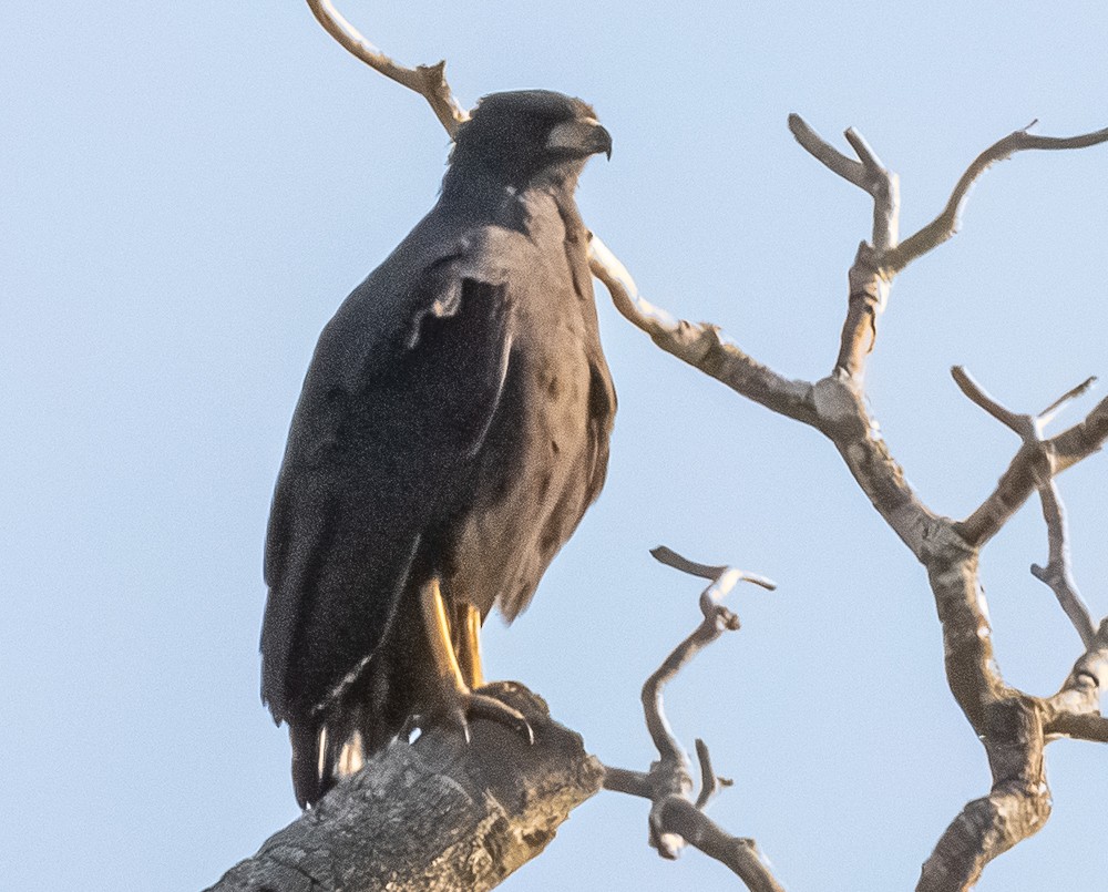 káně velká - ML644279125