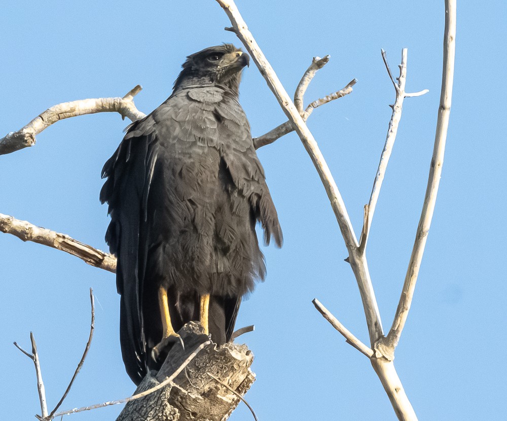 káně velká - ML644279126