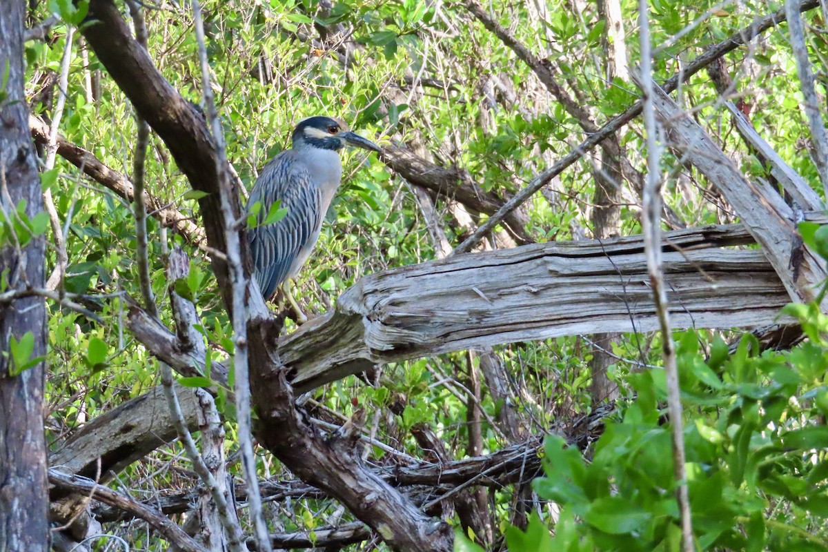 kvakoš žlutočelý - ML644279127