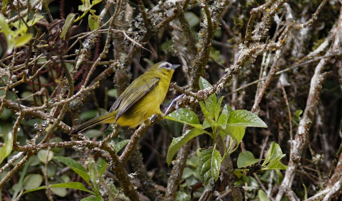 Superciliaried Hemispingus (Superciliaried) - ML644279129