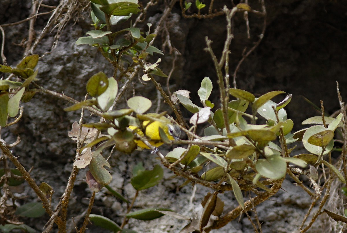 Superciliaried Hemispingus (Superciliaried) - ML644279130