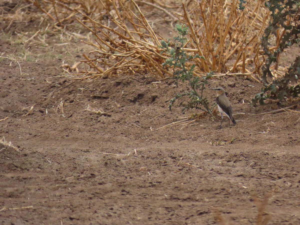 bělořit šedý - ML644279131