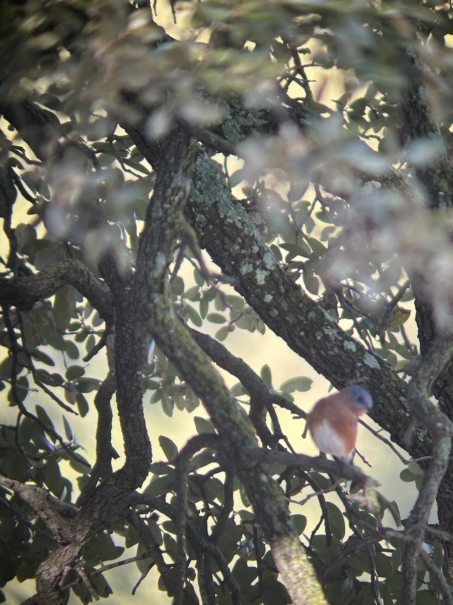 salašník modrý - ML644279132