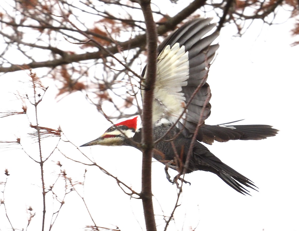 datel chocholatý - ML644279133