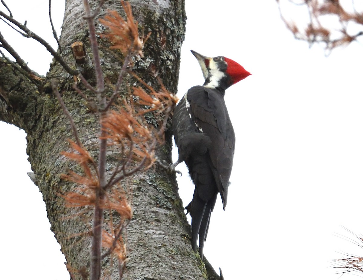 datel chocholatý - ML644279134