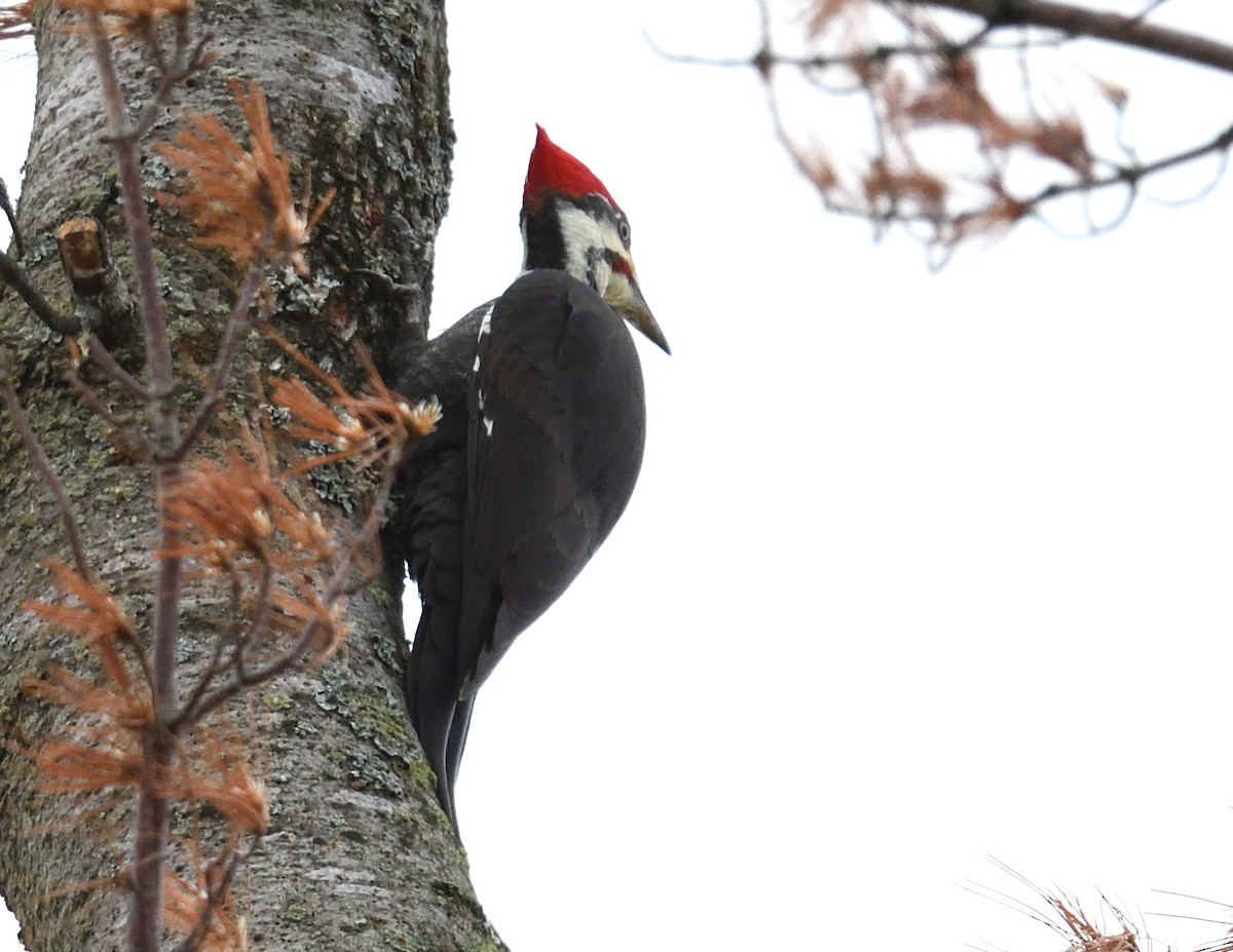 datel chocholatý - ML644279135