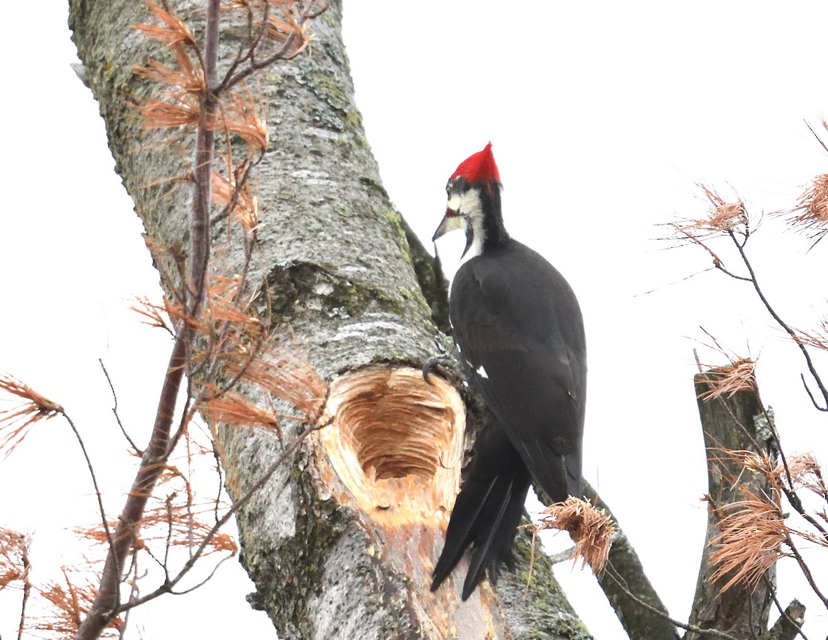 datel chocholatý - ML644279136