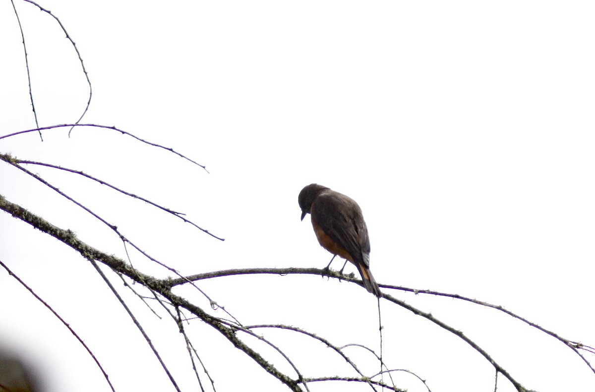 Streak-throated Bush-Tyrant - ML644279137