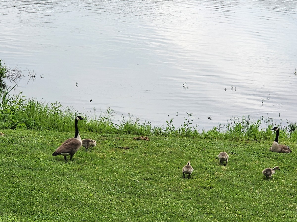 berneška velká - ML644279138