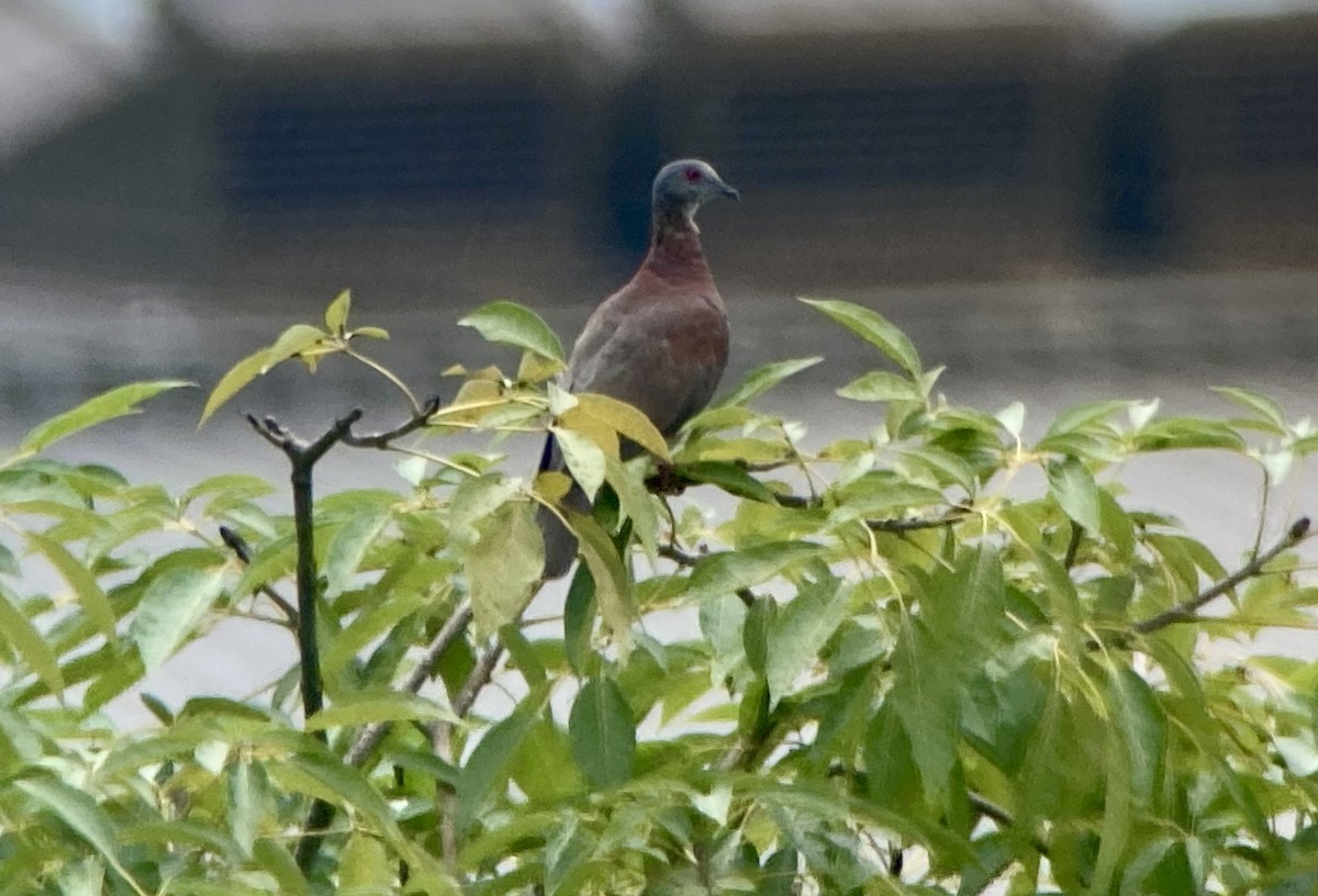 Pale-vented Pigeon - ML644279140