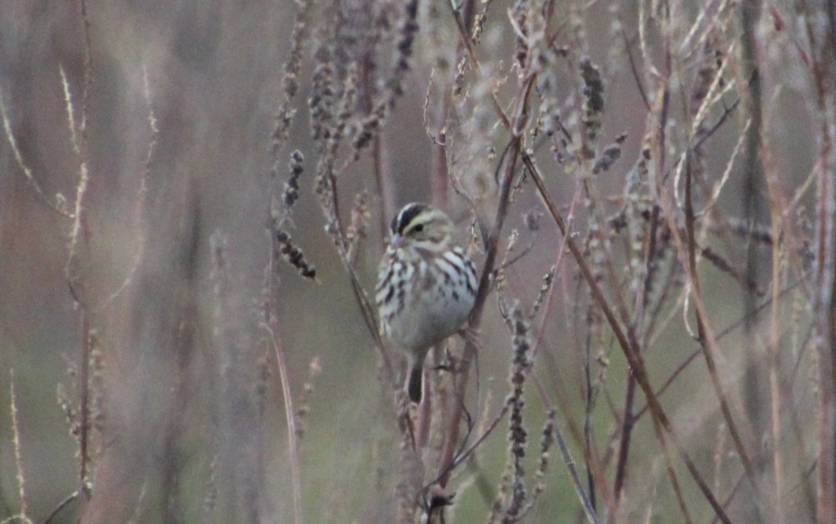 strnadec luční - ML644279141