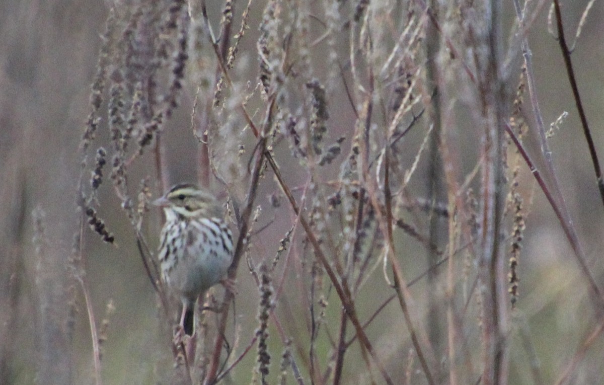 strnadec luční - ML644279142