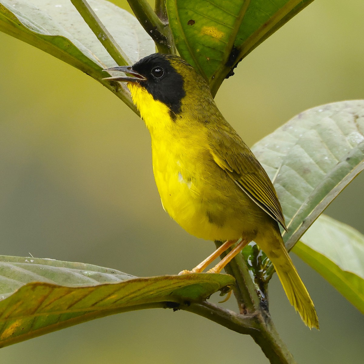 Olive-crowned Yellowthroat - ML644279143