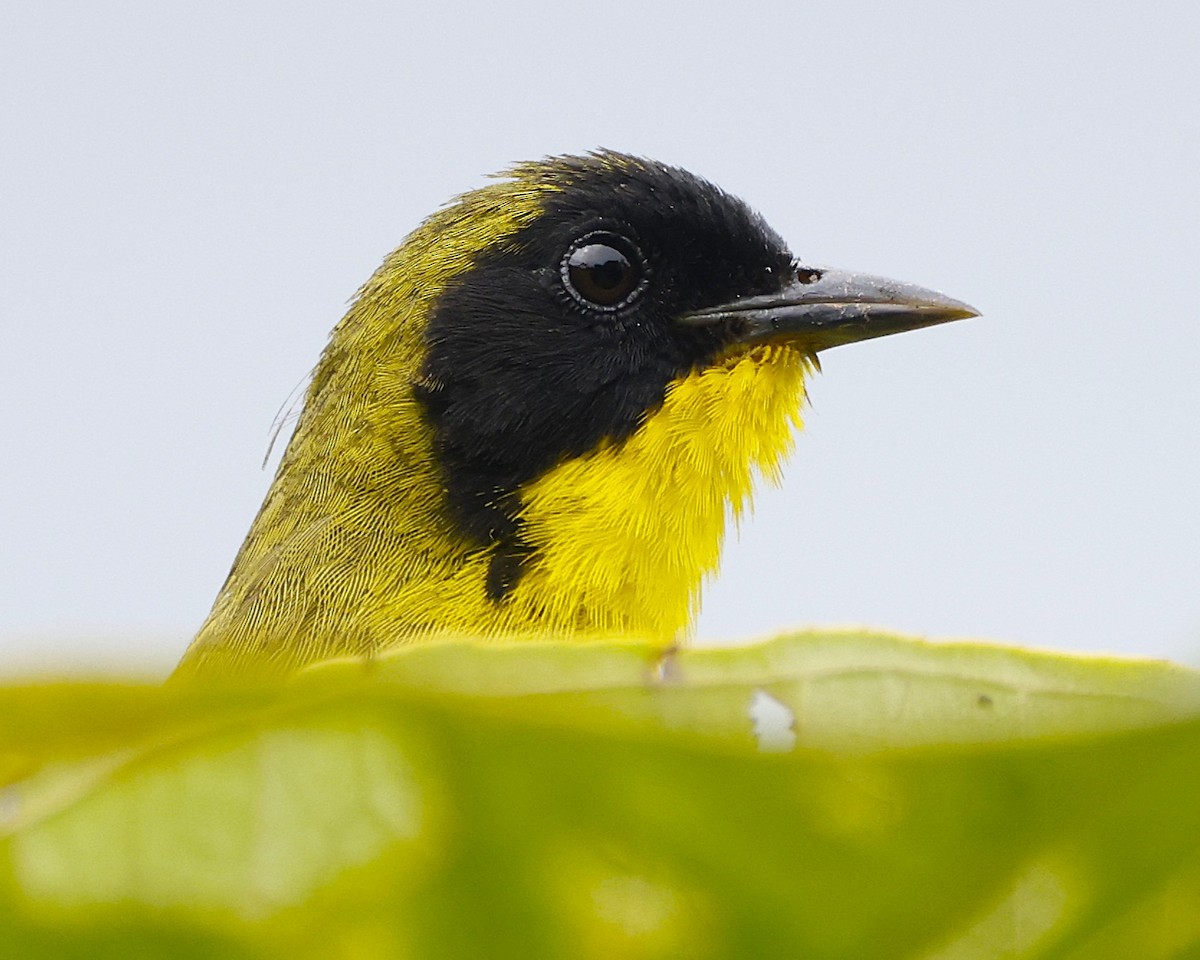 Olive-crowned Yellowthroat - ML644279144