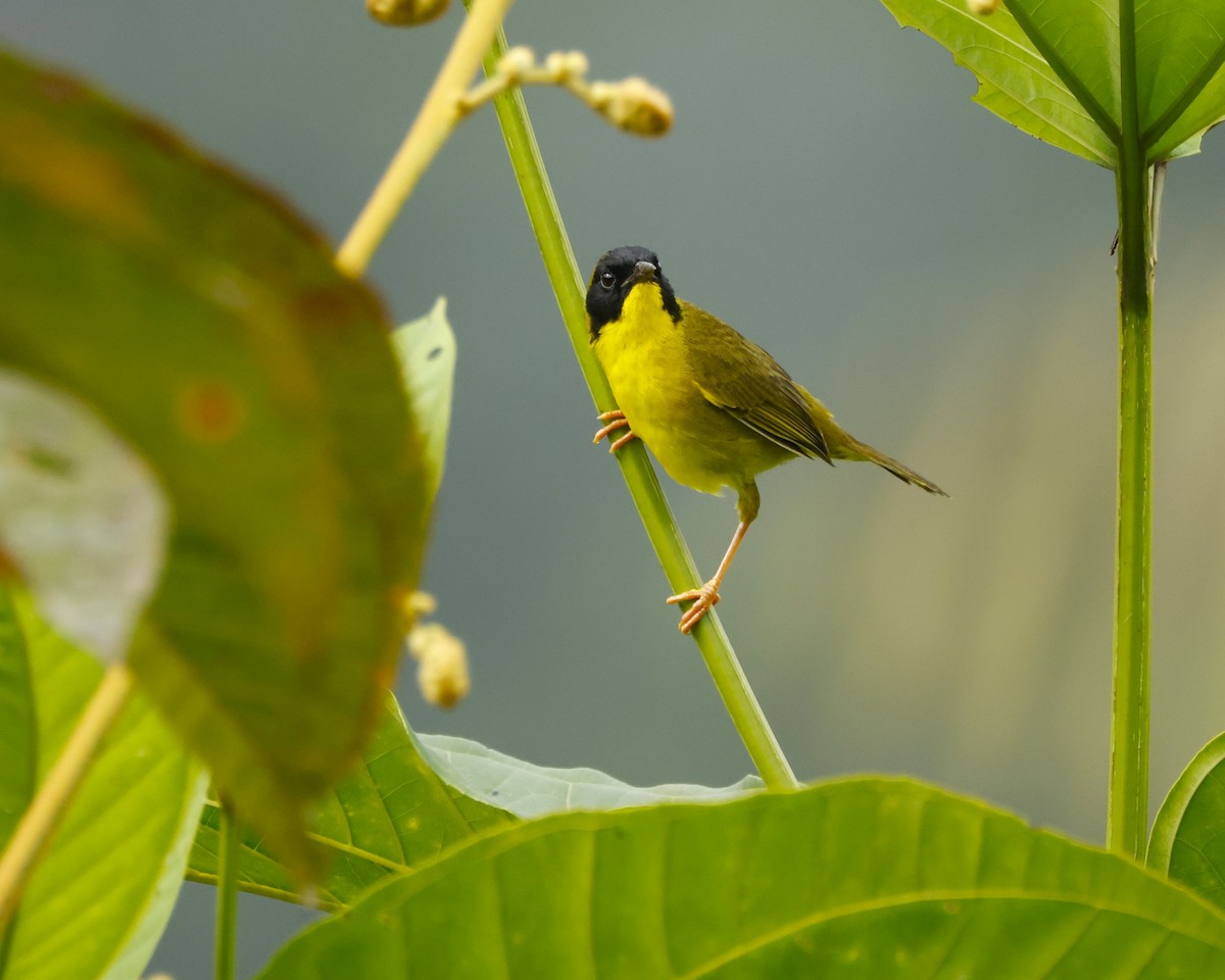 Olive-crowned Yellowthroat - ML644279146
