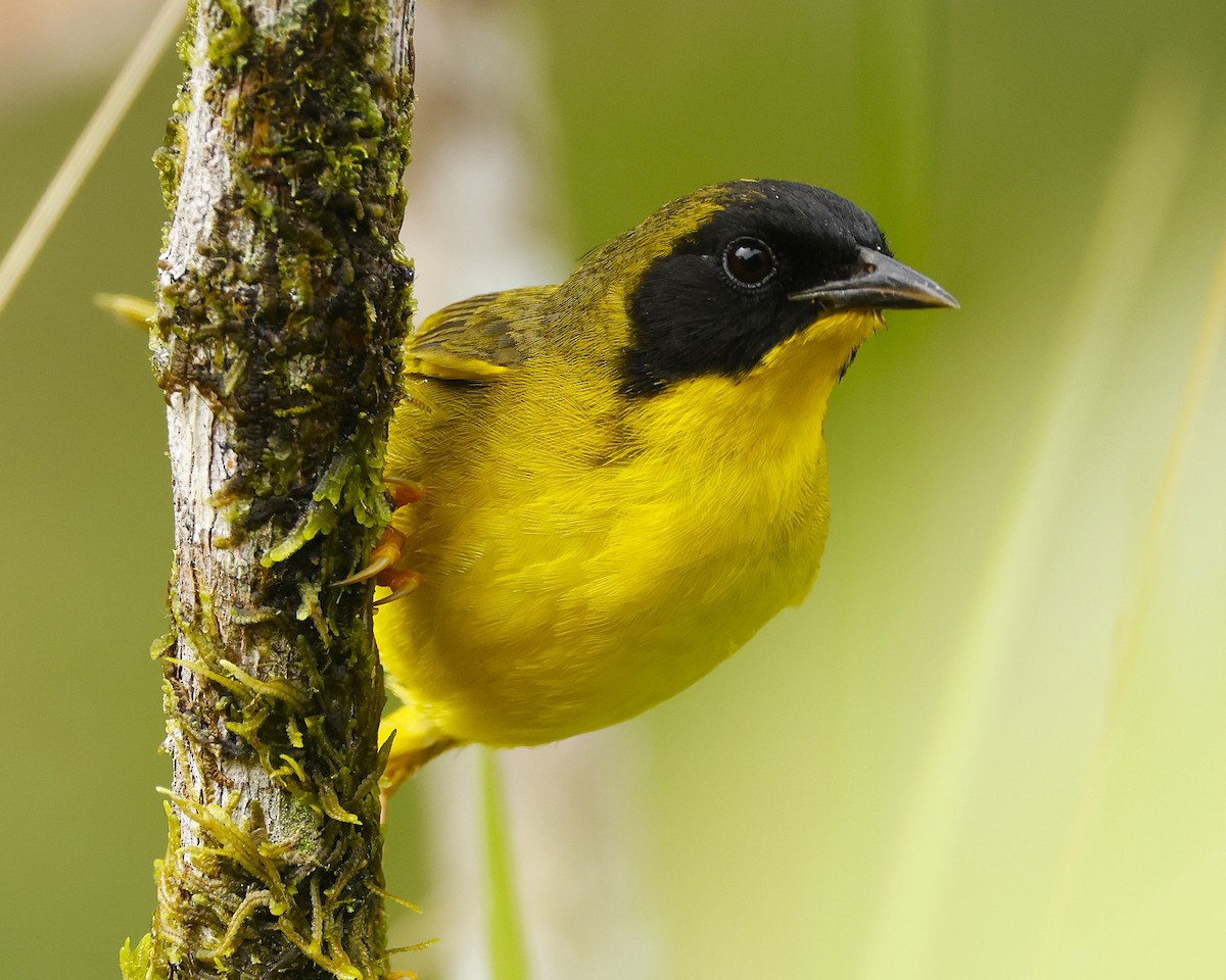 Olive-crowned Yellowthroat - ML644279150