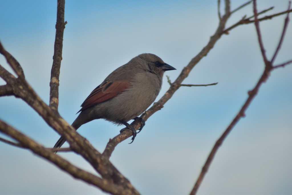 Grayish Baywing - ML644279153