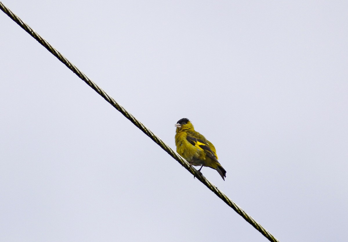 Andean Siskin - ML644279157