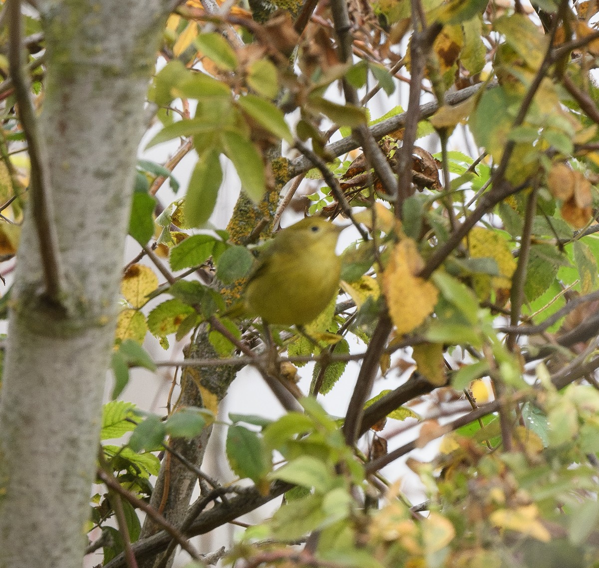 Northern Yellow Warbler - ML644279178