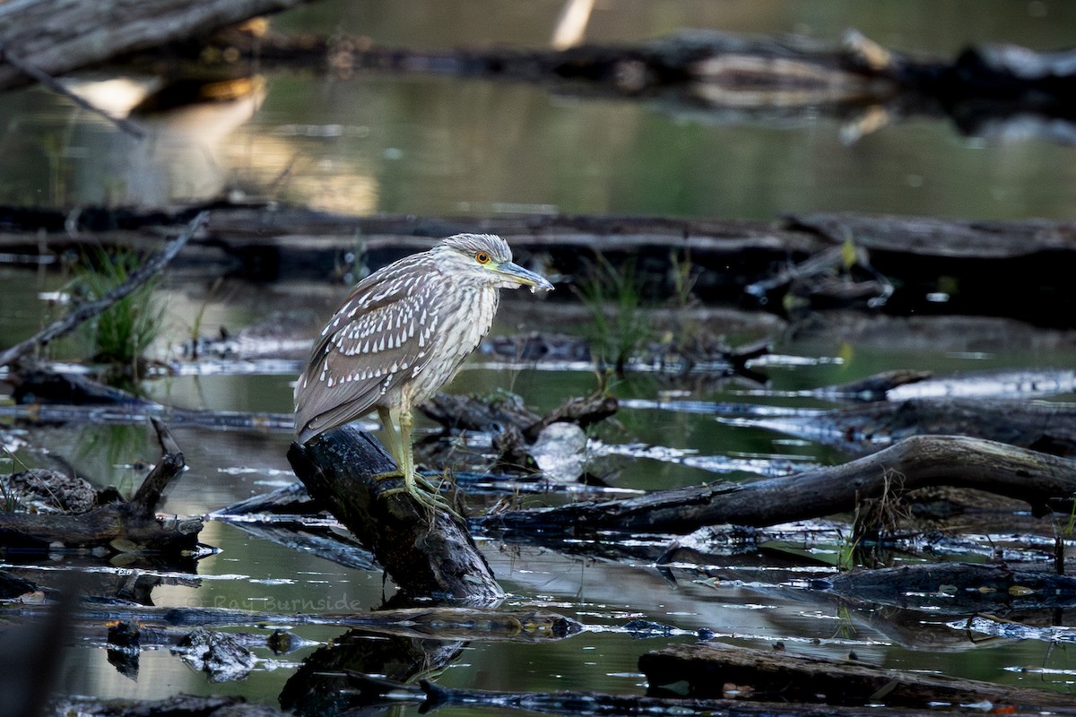 kvakoš noční - ML644279190