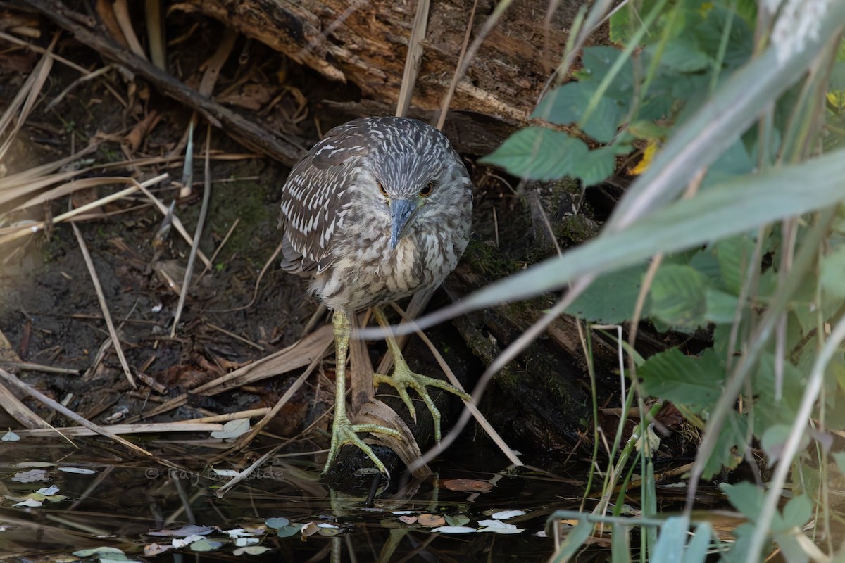 kvakoš noční - ML644279191