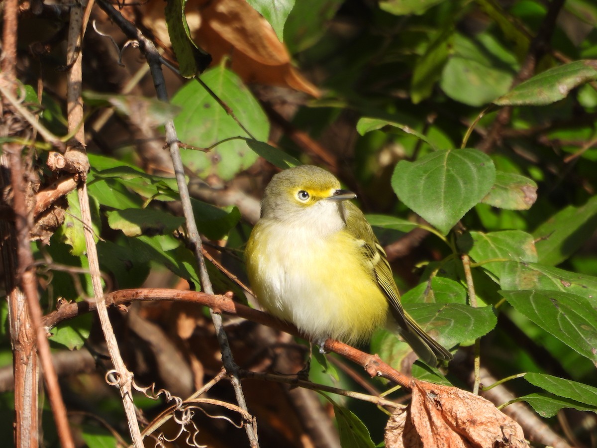 White-eyed Vireo - ML644279203