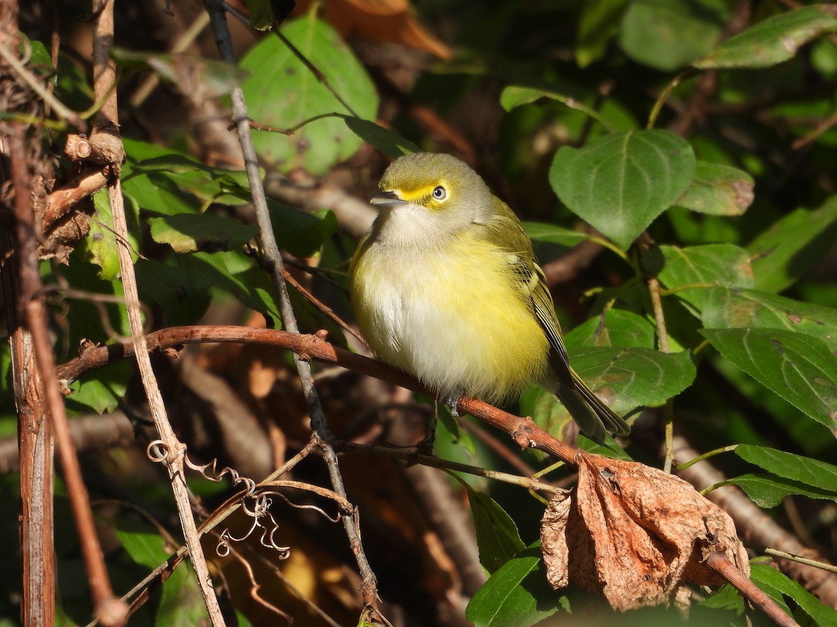 White-eyed Vireo - ML644279204