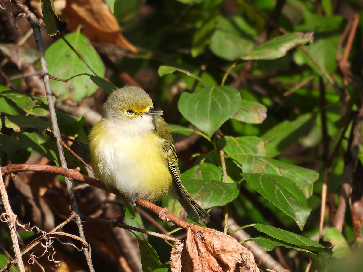 White-eyed Vireo - ML644279205