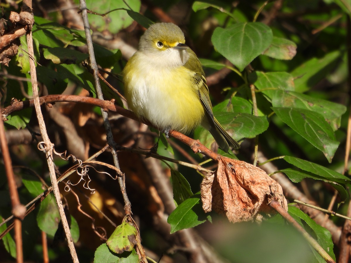 White-eyed Vireo - ML644279206